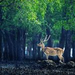 বিষ্ময়কর_সুন্দরবন