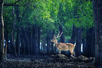 বিষ্ময়কর সুন্দরবন